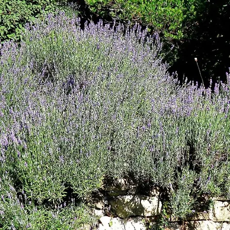 Apartamento Mit Gartenblick By Interhome Casale di Pari